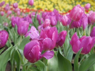 Pink Tulip flower in garden