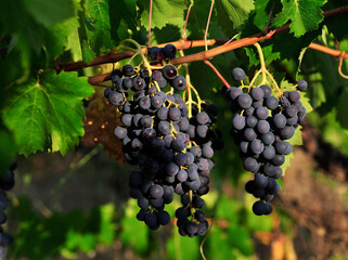 
grape , Vineyard Senirkent Isparta