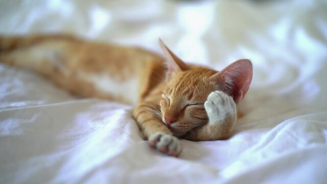 Sweet tired orange tiger cat sleeping with paw on face in bed during daytime.Close up shot.