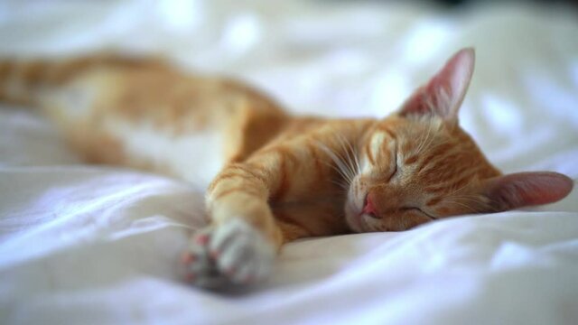 Close up shot of cozy red tiger cat with closed eyes sleeping on bed during day.Blurred background.
