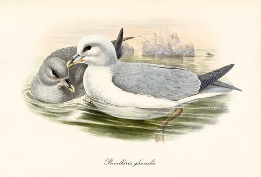 Couple of greish Northern Fulmar (Fulmarus glacialis) floating on artic water. Little iceberg on background. Dettailed vintage style watercolor art by John Gould London 1862-1873