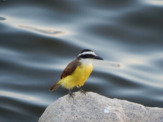 Pitangus sulphuratus. Brazilian bem-te-vi. Selective focus