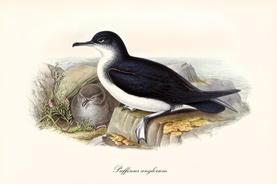 Black bird with white belly zone Manx Shearwater (Puffinus puffinus) seated on rock looking around close to cub. Detailed vintage style watercolor art by John Gould London 1862-1873