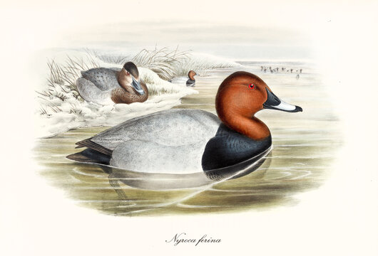 Aquatic bird Common Pochard (Aythya ferina) floating in the winter water of a pond with snowed shores. Profile view. Detailed vintage watercolor style art by John Gould publ. In London 1862-1873