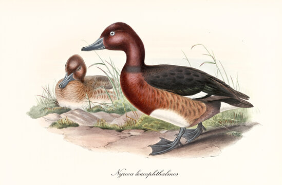 Webbed pawed bird Ferruginous Duck (Aythya ferina) walking in profile view to the left while another esemplar is crouched in the ground. Detailed vintage art by John Gould publ. In London 1862-1873