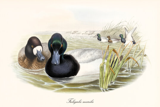 Aquatic bird Greater Scaup (Aythya marila) floating in the water of a pond side by side with another bird looking to the front. Detailed vintage watercolr style art By John Gould In London 1862-1873