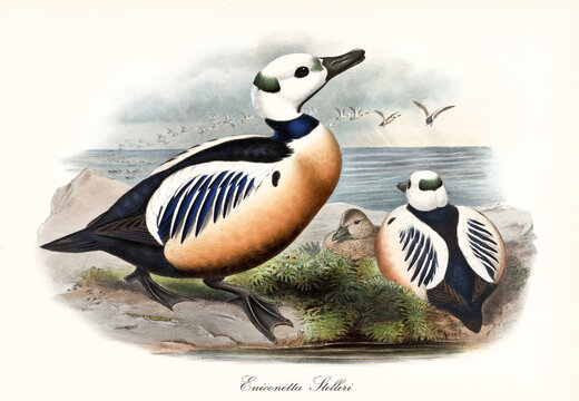Aquatic particularly colored plumaged bird Steller's Eider (Polysticta stelleri) looking to the top right in profile view while a flock flights over the sea. Art by John Gould London 1862-1873