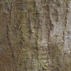 bark of a tree