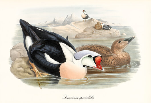 Aquatic bird with a strange shaped red beak King Eider (Somateria spectabilis) entering in the water of the sea from a rock. Detailed vintage watercolor style art by John Gould In London 1862-1873