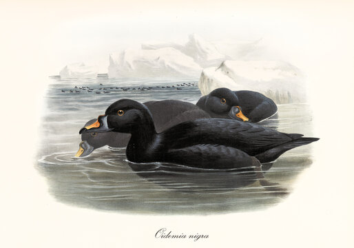 Black plumaged aquatic bird Common Scoter (Melanitta nigra) floating in profile view in the cold water of the sea. Iced shores not far in background. Vintage art by John Gould In London 1862-1873