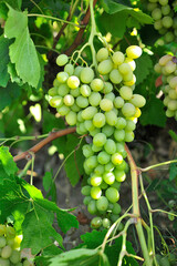 
grape , Vineyard Senirkent Isparta