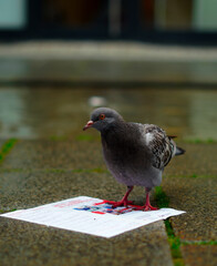 
pigeon reading a leaflet