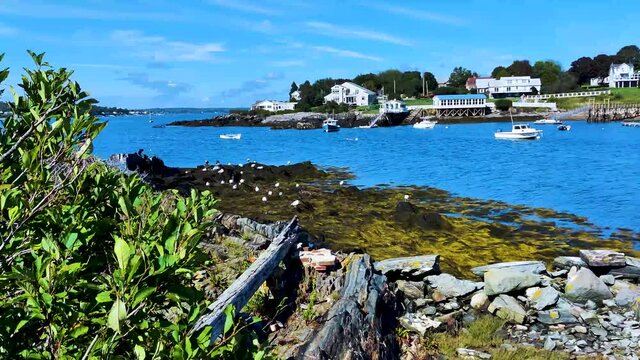 Looking across Mackerel Bay in Harpswell with old Dock and houses in the background with trees  4K with seagulls in the foreground on left.