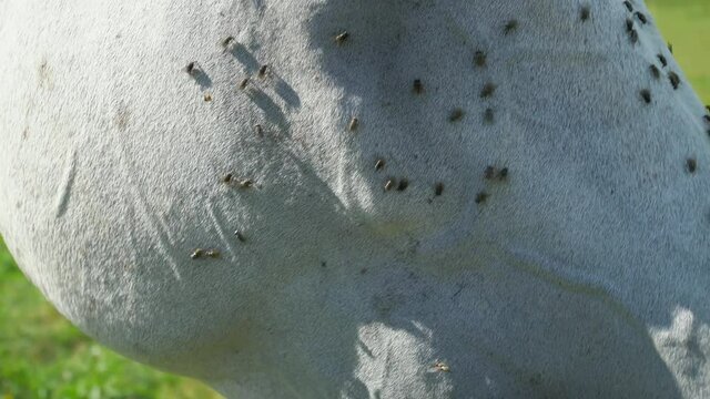 White arab  horse head in detail with lots of annoying flies and other insects. Healthy problem of horse eyes.