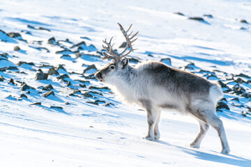 Reindeer on a Svalbard in winter fur, Spizbergen, Arctic Ocean