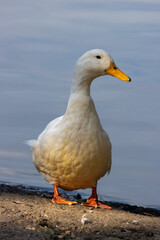 White duck by the edge of  Hedgecourt Lake near East Grinstead