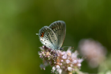 short-tailed blue (Cupido argiades) ékesboglárka 