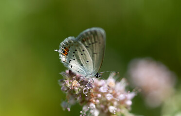 short-tailed blue (Cupido argiades) ékesboglárka 