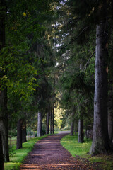 Path in the forest between old fir trees