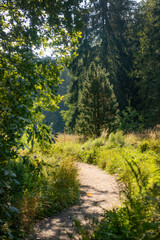 Summer forest landscape with narrow path and old trees