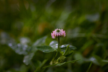 Pink wild clover flower on green background