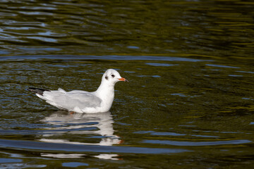 Black-headed gull (Chroicocephalus ridibundus) floating in Hedgecourt Lake