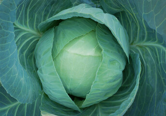 Large round ripe green cabbage in the garden. View from above