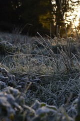 frosted green reeds at warm sunrise, Ireland