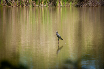 bird at a lake