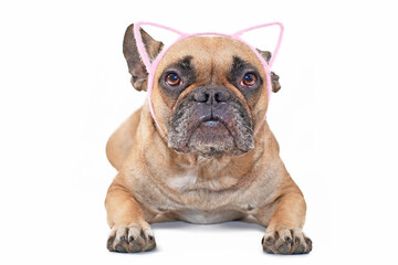 French Bulldog dog wearing a cute pink headband with cat ears on white background