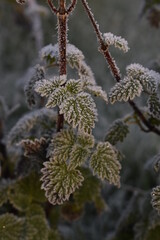 Beautiful Frosted Nettles in Warm Sunrise Light, Ireland