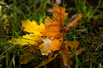 Small branch of oak tree with yellow leaves lying on green grass