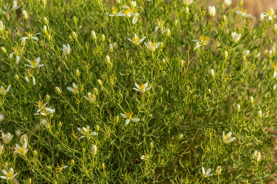 bunch of  harmel or wild rue flowers