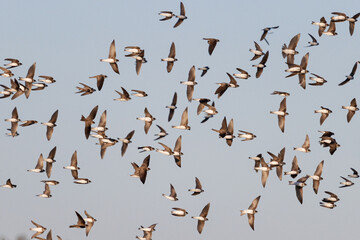 flock of birds flies beautifully across the sky