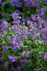 Obraz premium Blooming mint with light purple flowers