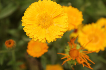 yellow flower of calendula