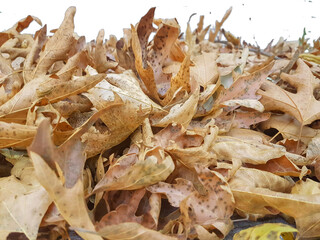 leaves pile dry in autumn season