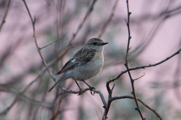Female Saxicola maura sits on a Bush. Beautiful evening light at the back. A life-size portrait of a bird.