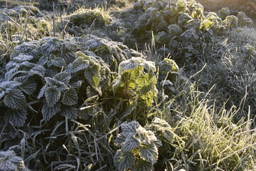 frosty nettles in long green grass