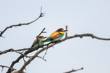 Two Golden squinters are sitting on a tree. Birds are multicolored, long beak. Beautiful portraits.