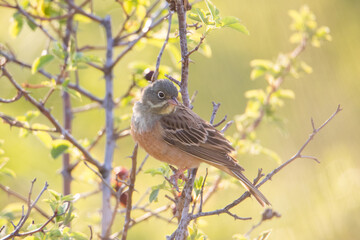 The ortolan Bunting sitting on a wild rose Bush. Beautiful life-size portrait of a songbird. Morning light.