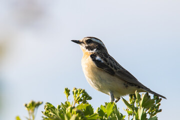 A Saxicola rubetra sits on a Bush. Beautiful growth portrait of a bird