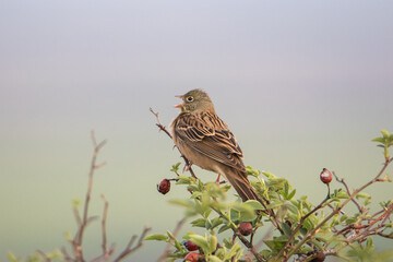 The ortolan Bunting sitting on a Bush of rose hips and shouts. Beautiful life-size portrait of a songbird.