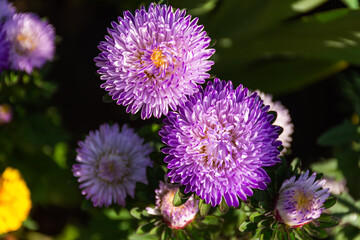 Purple asters close-up in the garden. Autumn flowers on a blurry background. Top view of bright Sunny flowers.