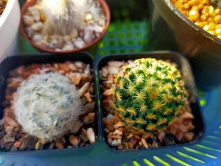 Beautiful hairy cactus family red feathered mammals yellow feathers goat hair cat fur