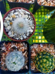 Beautiful hairy cactus family red feathered mammals yellow feathers goat hair cat fur