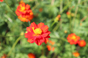 red flower  cosmos