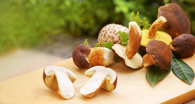 Mixed mushrooms for cooking on booden board, banner, header, headline, panorama