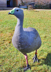 Céréopse cendré est une espèce d'oiseau de la famille des Anatidés (famille des oies et des cygnes)