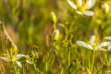 closeup of wild rue, Syrian rue, African rue, Esfand or harmel flower bud